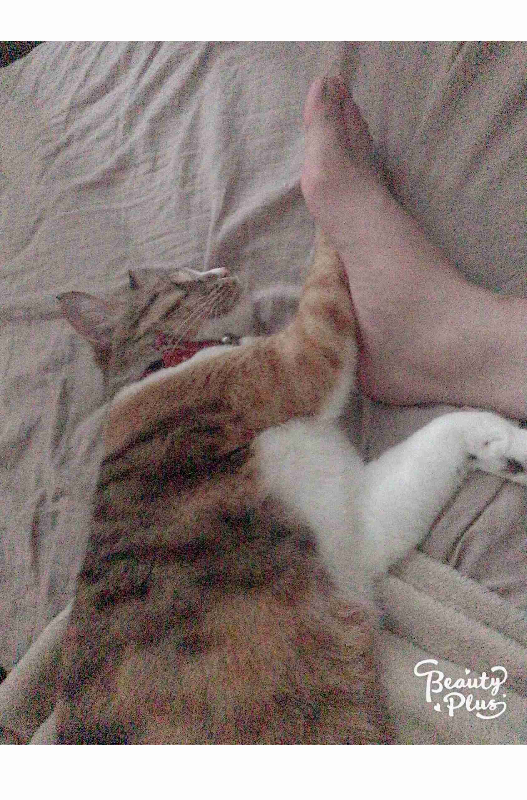 (身バレしない程度に)お宅の猫ちゃん見せてください!part3
