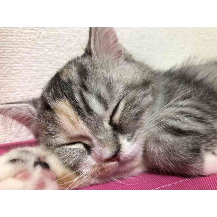 (身バレしない程度に)お宅の猫ちゃん見せてください!part3