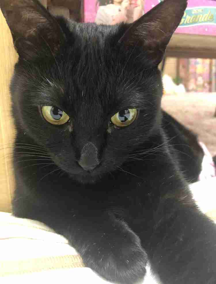 (身バレしない程度に)お宅の猫ちゃん見せてください!part3