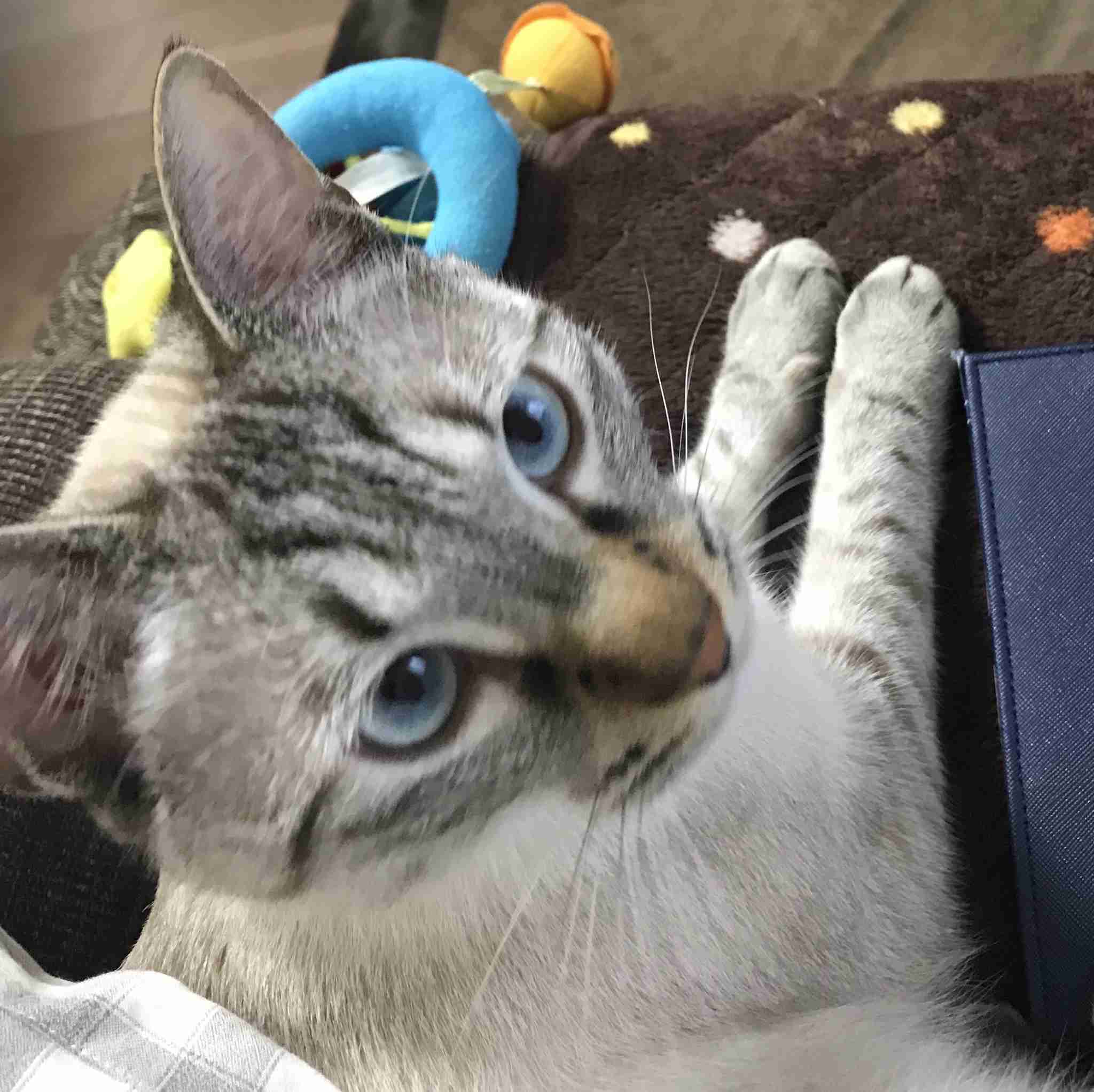 (身バレしない程度に)お宅の猫ちゃん見せてください!part3