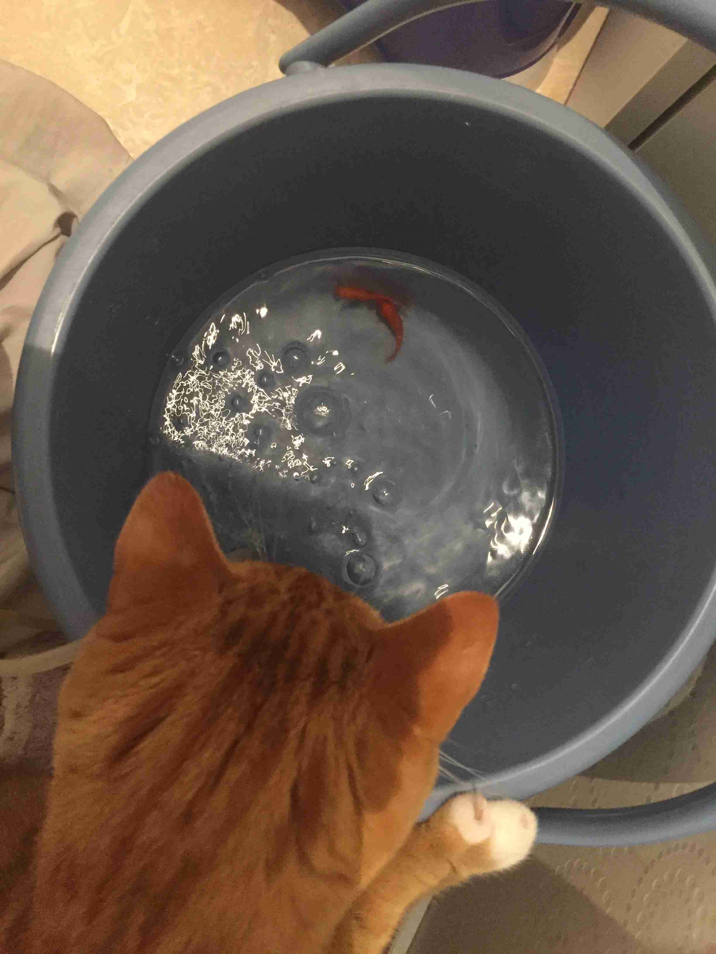 (身バレしない程度に)お宅の猫ちゃん見せてください!part3