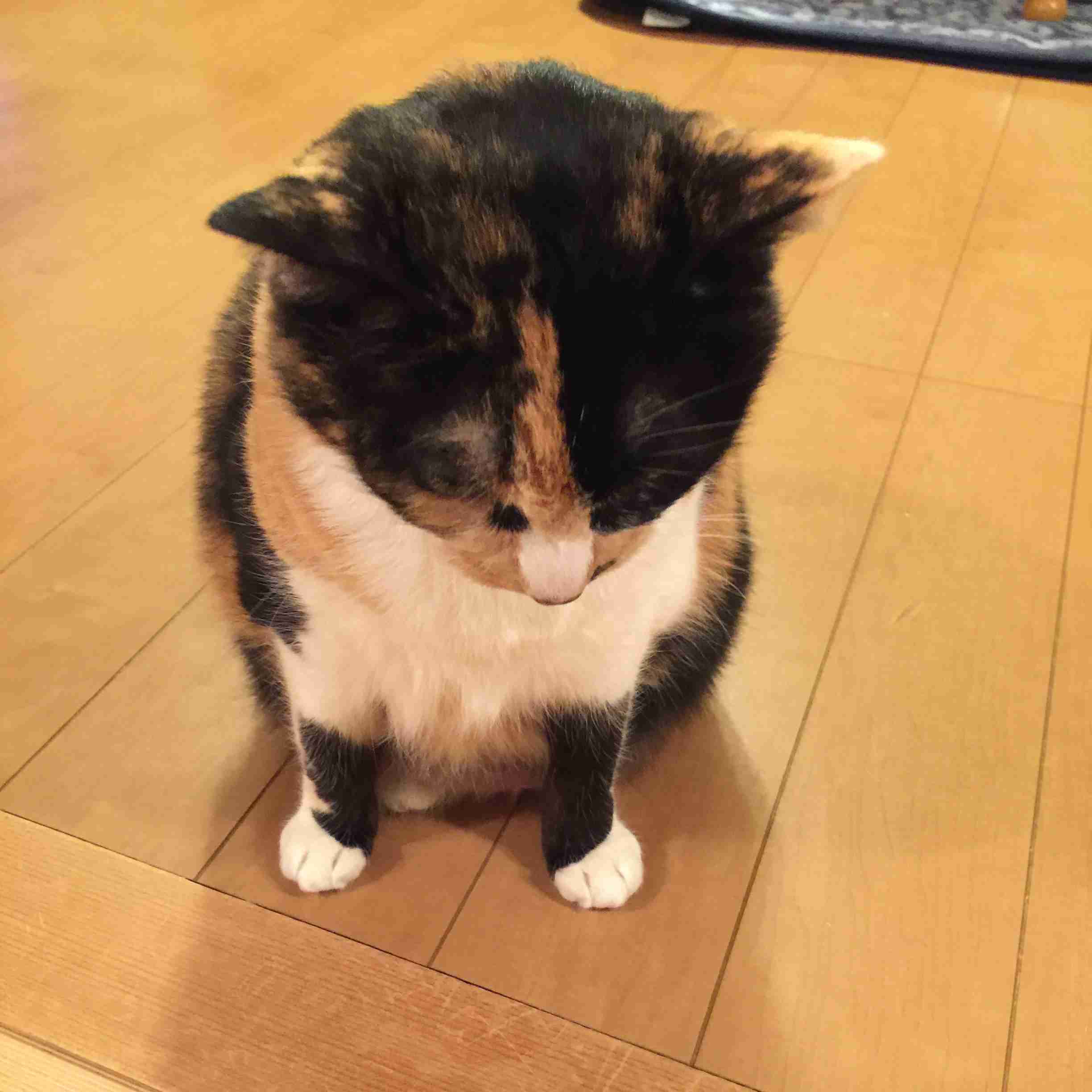 (身バレしない程度に)お宅の猫ちゃん見せてください!part3