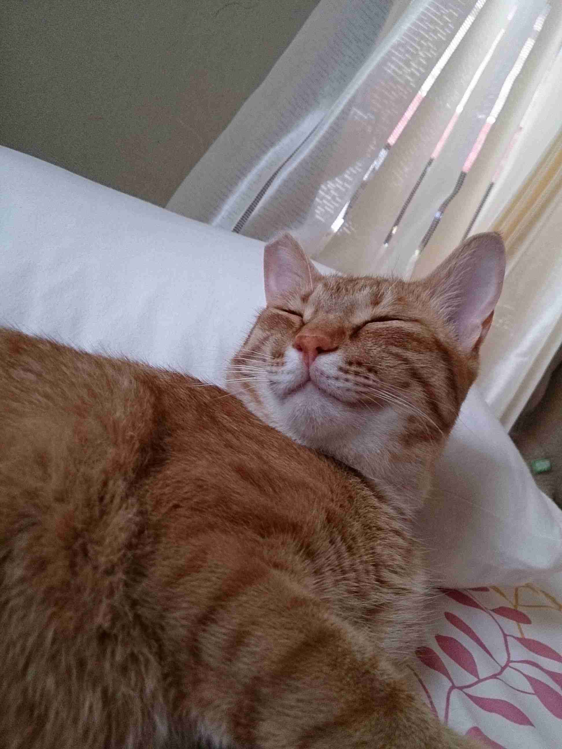(身バレしない程度に)お宅の猫ちゃん見せてください!part3