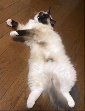 (身バレしない程度に)お宅の猫ちゃん見せてください!part3