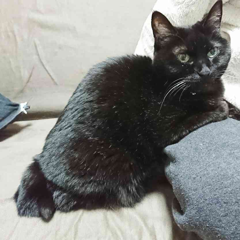 (身バレしない程度に)お宅の猫ちゃん見せてください!part3