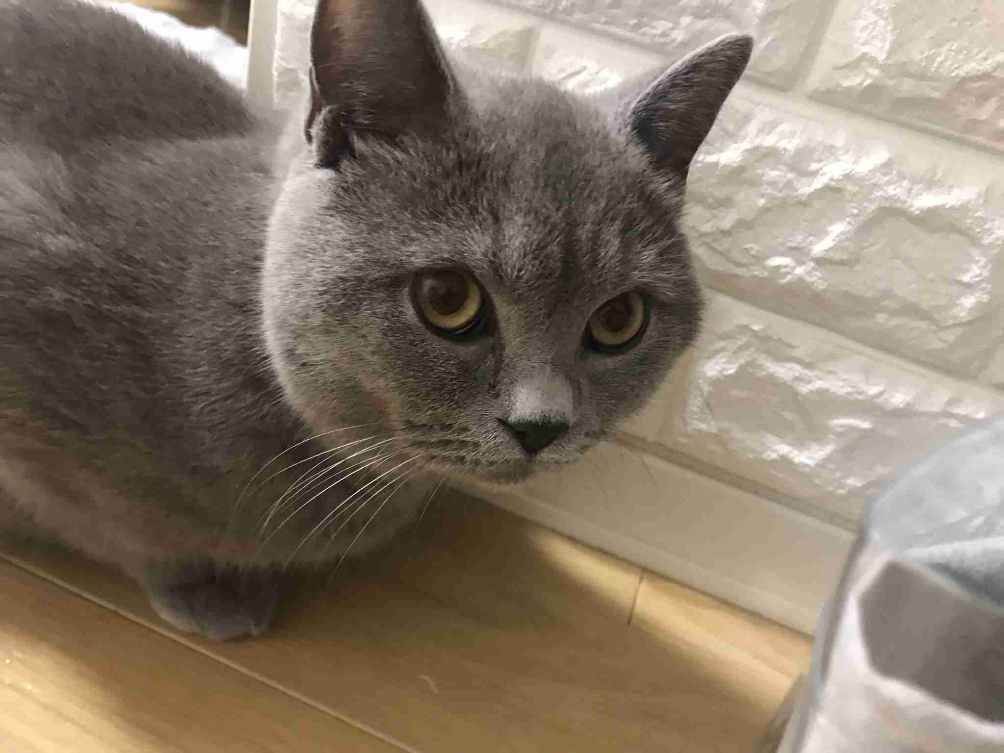(身バレしない程度に)お宅の猫ちゃん見せてください!part3