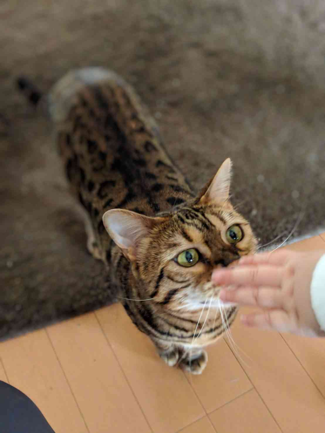 (身バレしない程度に)お宅の猫ちゃん見せてください!part3