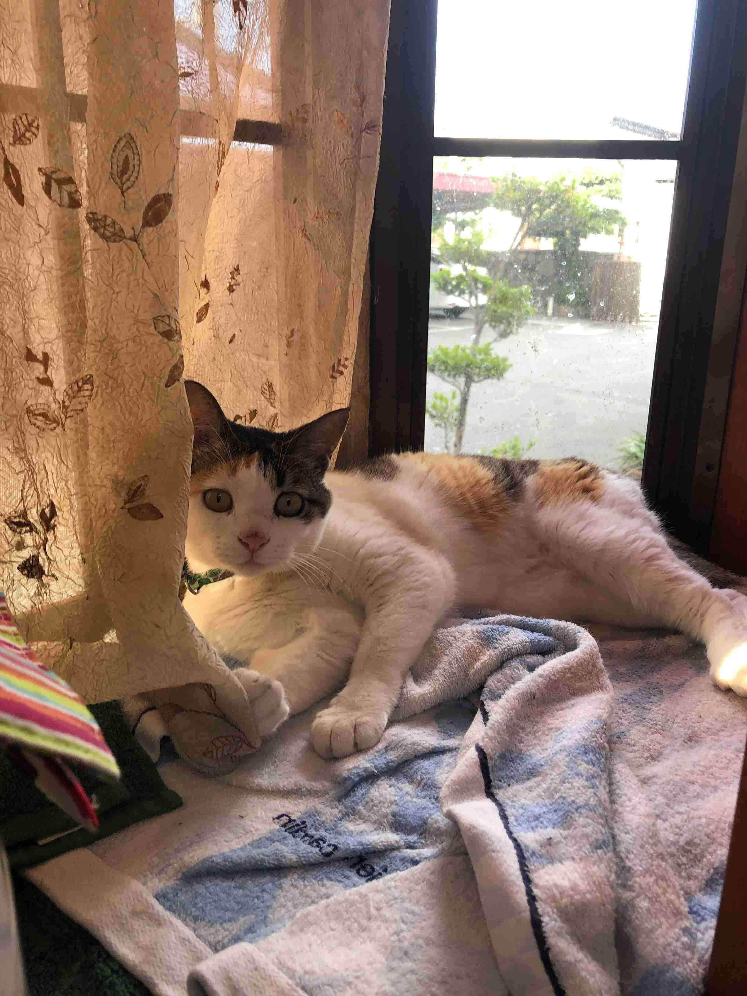 (身バレしない程度に)お宅の猫ちゃん見せてください!part3