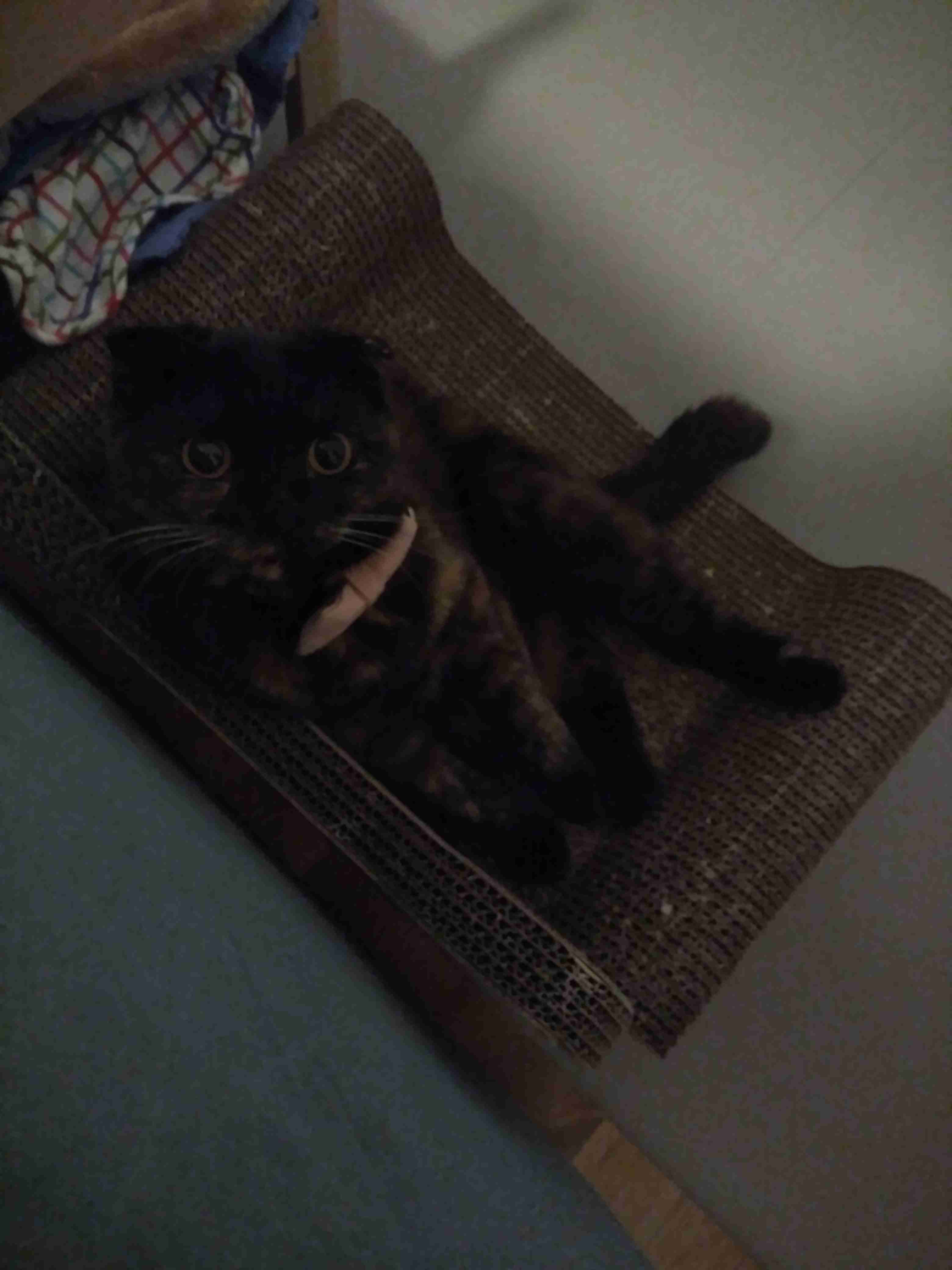 (身バレしない程度に)お宅の猫ちゃん見せてください!part3