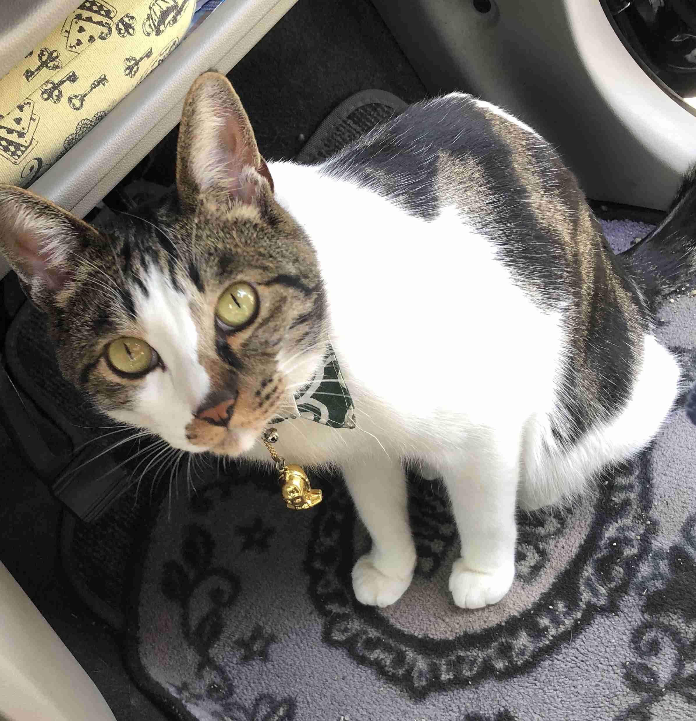 (身バレしない程度に)お宅の猫ちゃん見せてください!part3