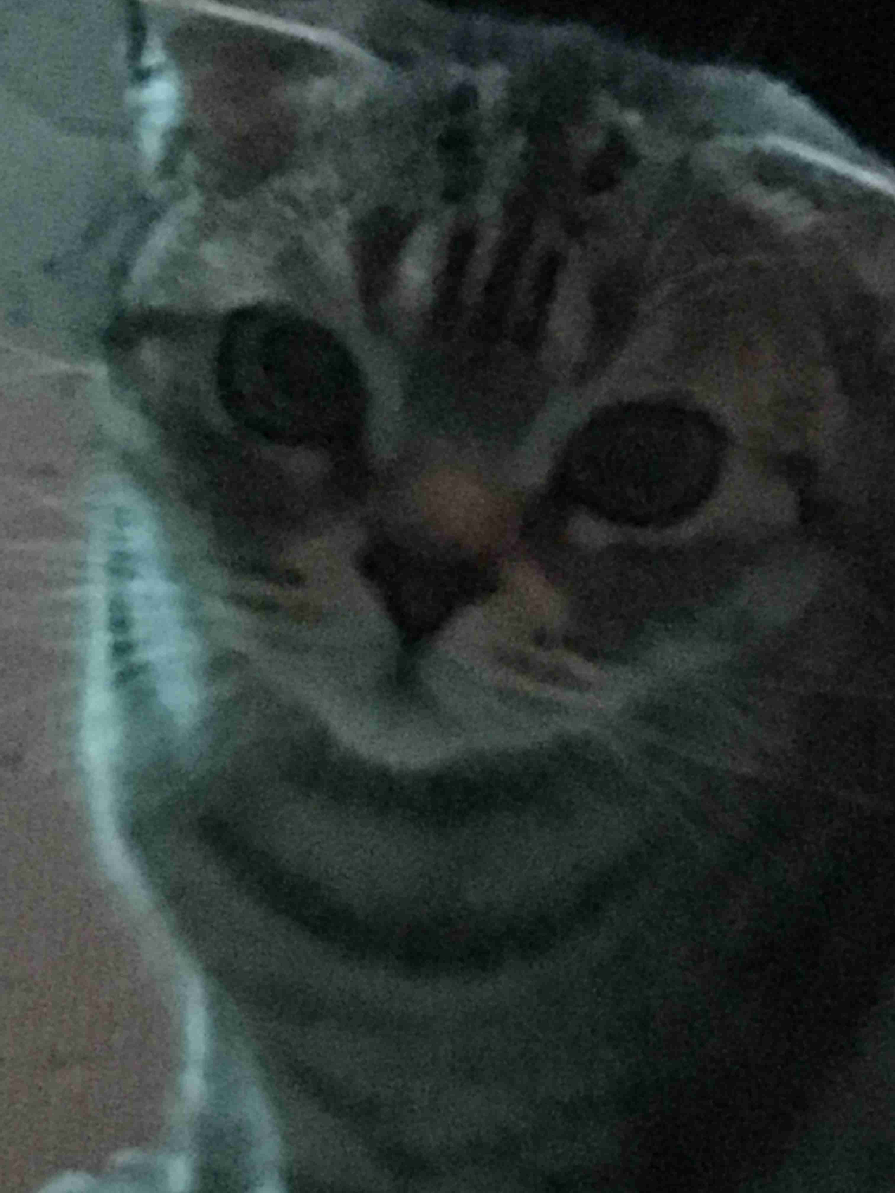 (身バレしない程度に)お宅の猫ちゃん見せてください!part3
