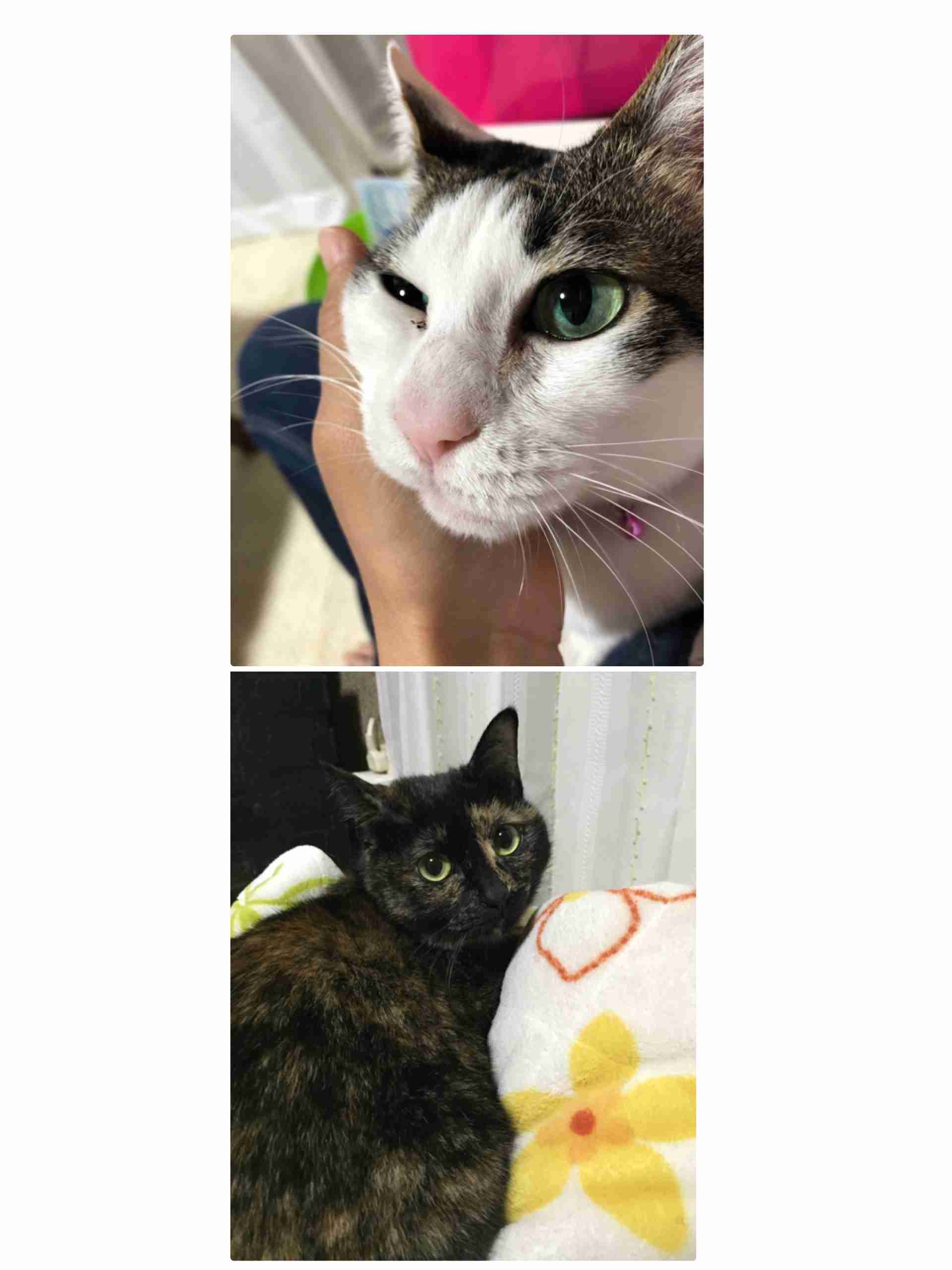 (身バレしない程度に)お宅の猫ちゃん見せてください!part3