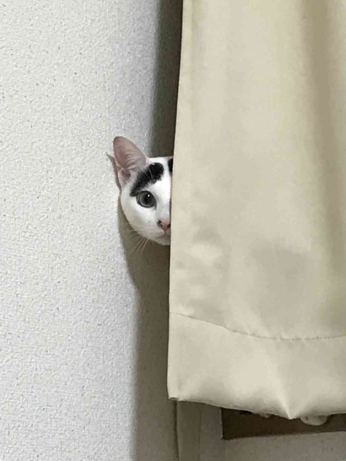 (身バレしない程度に)お宅の猫ちゃん見せてください!part3