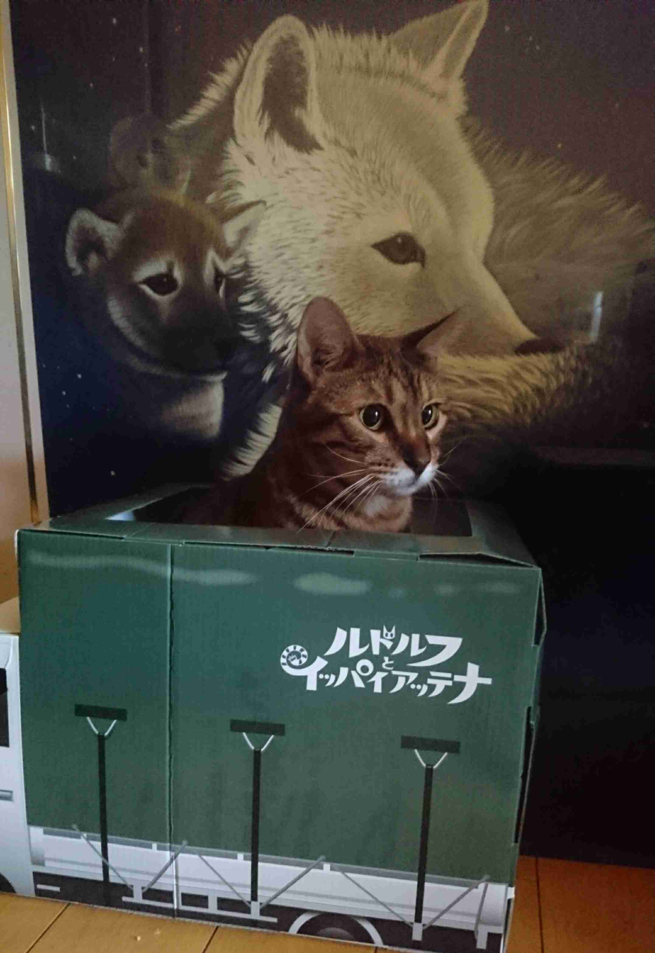 (身バレしない程度に)お宅の猫ちゃん見せてください!part3