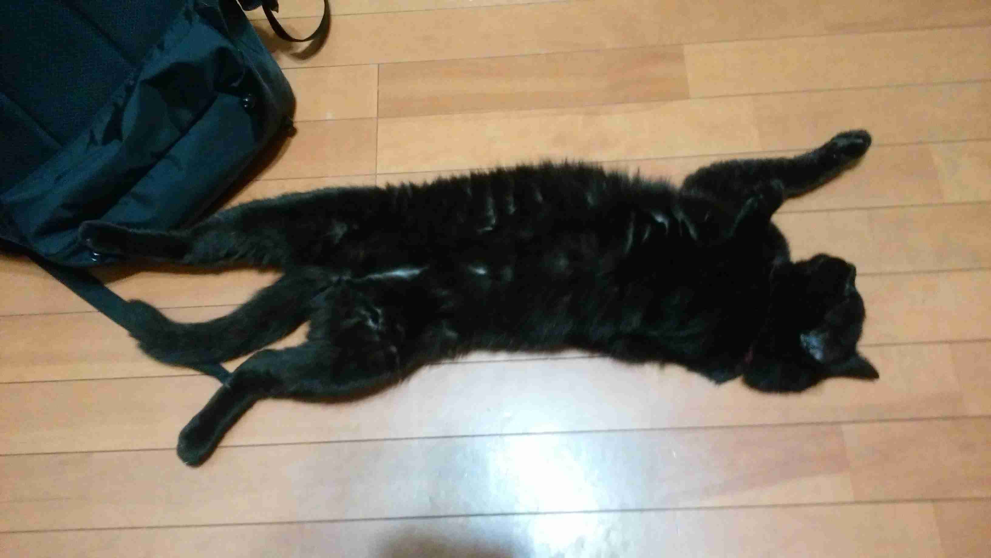 (身バレしない程度に)お宅の猫ちゃん見せてください!part3