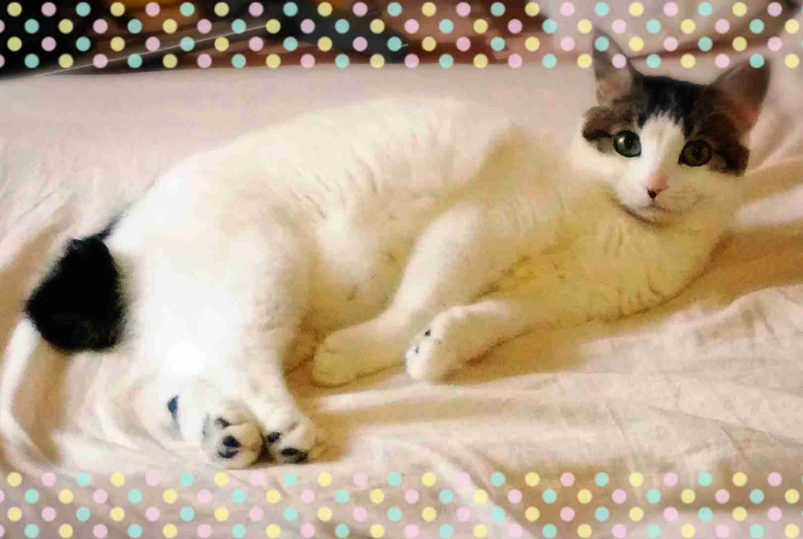 (身バレしない程度に)お宅の猫ちゃん見せてください!part3