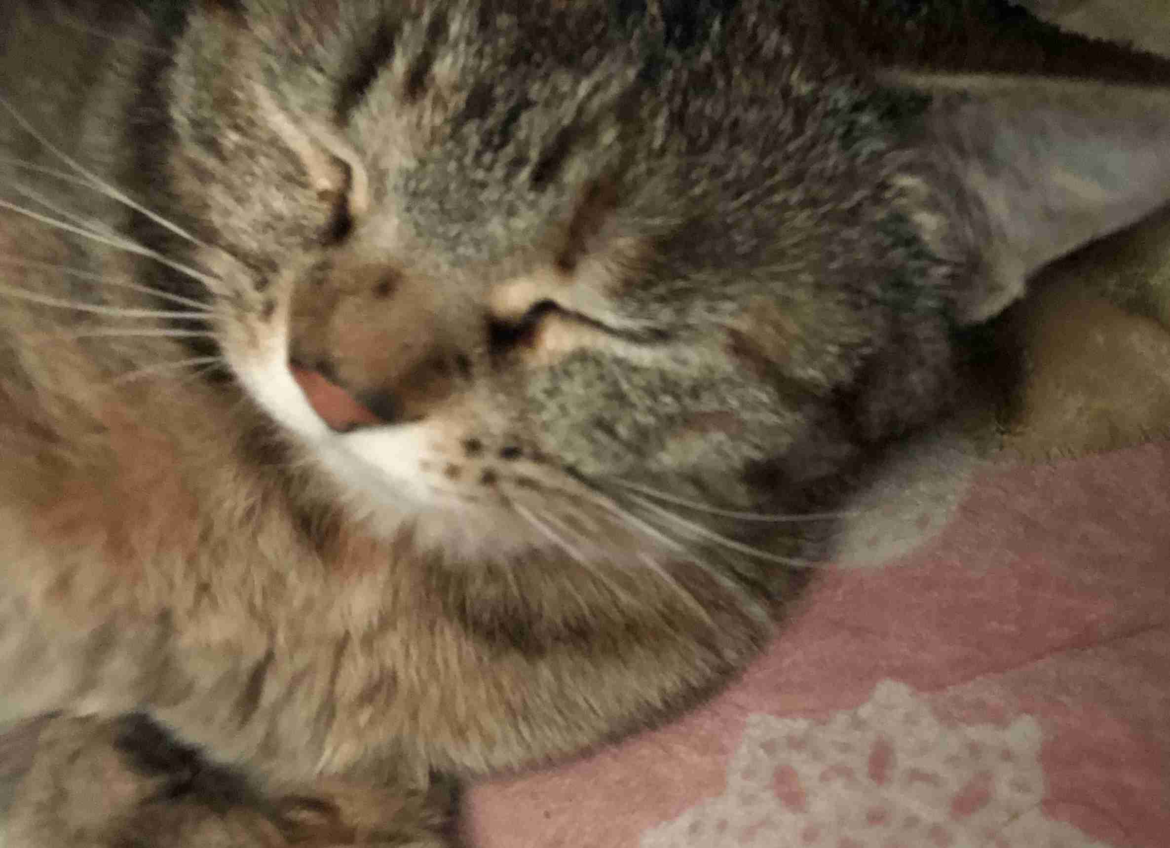 (身バレしない程度に)お宅の猫ちゃん見せてください!part3