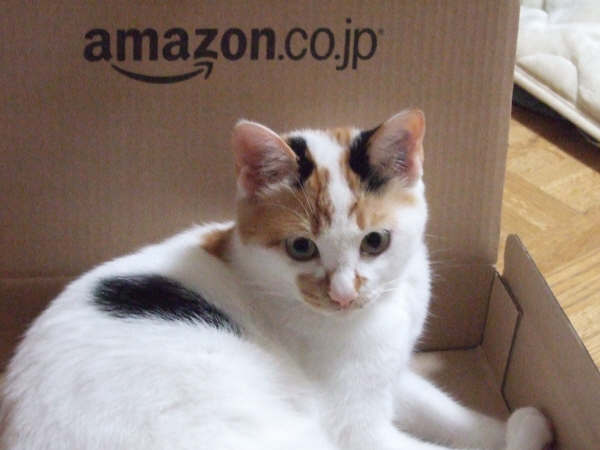 (身バレしない程度に)お宅の猫ちゃん見せてください!part3