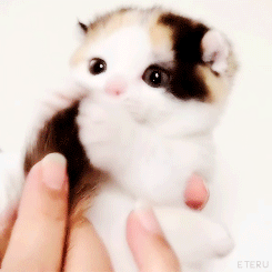 (身バレしない程度に)お宅の猫ちゃん見せてください!part3
