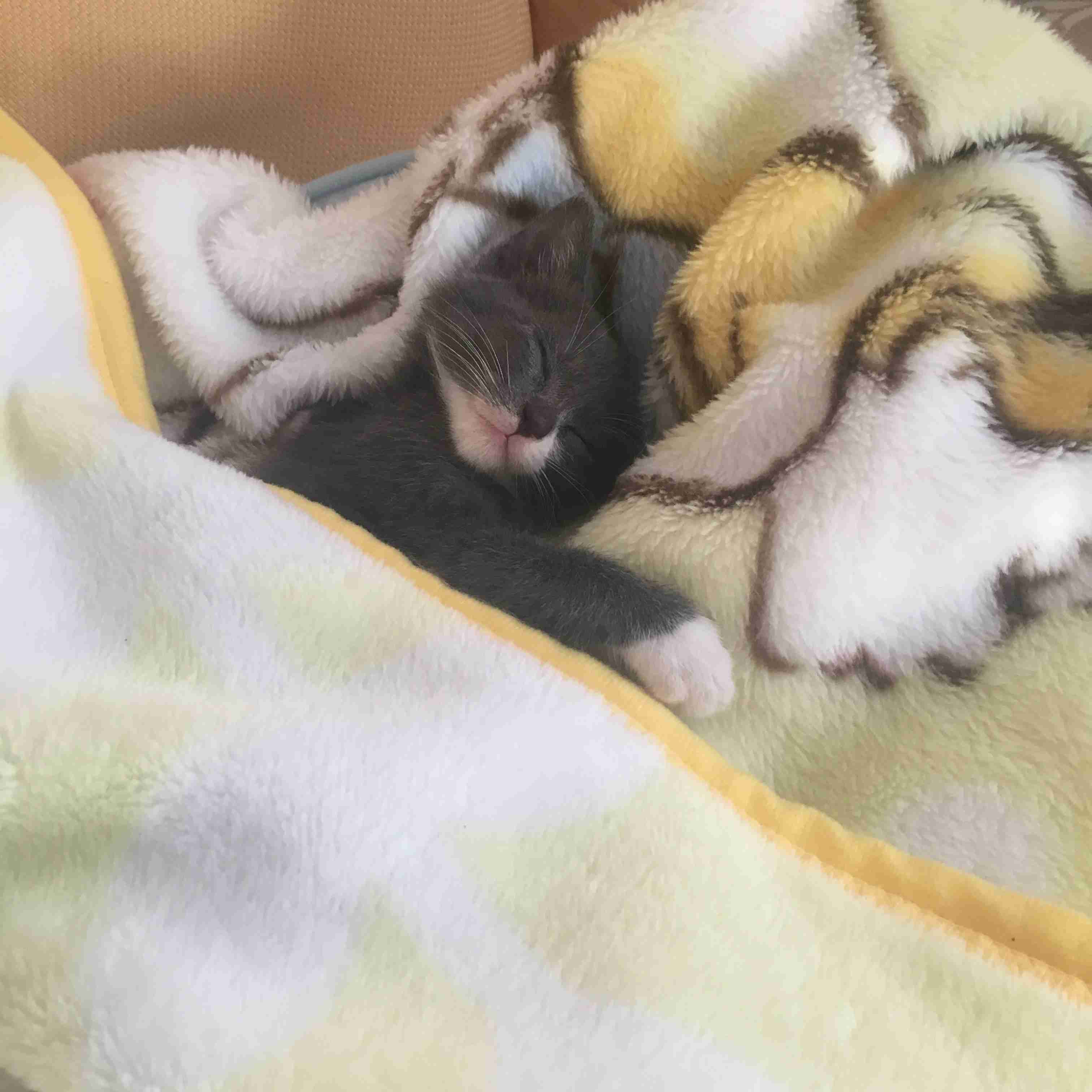 (身バレしない程度に)お宅の猫ちゃん見せてください!part3