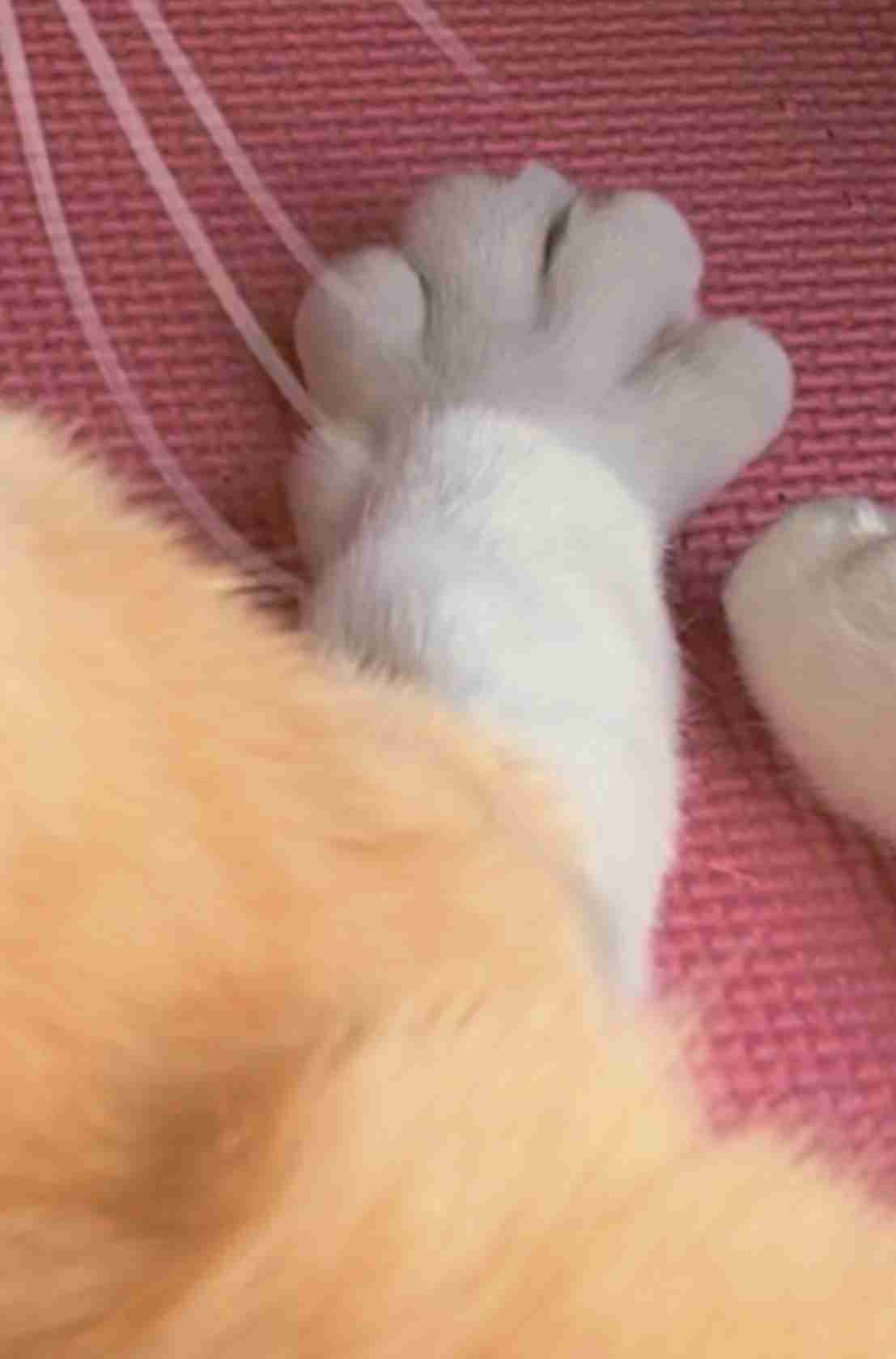 (身バレしない程度に)お宅の猫ちゃん見せてください!part3