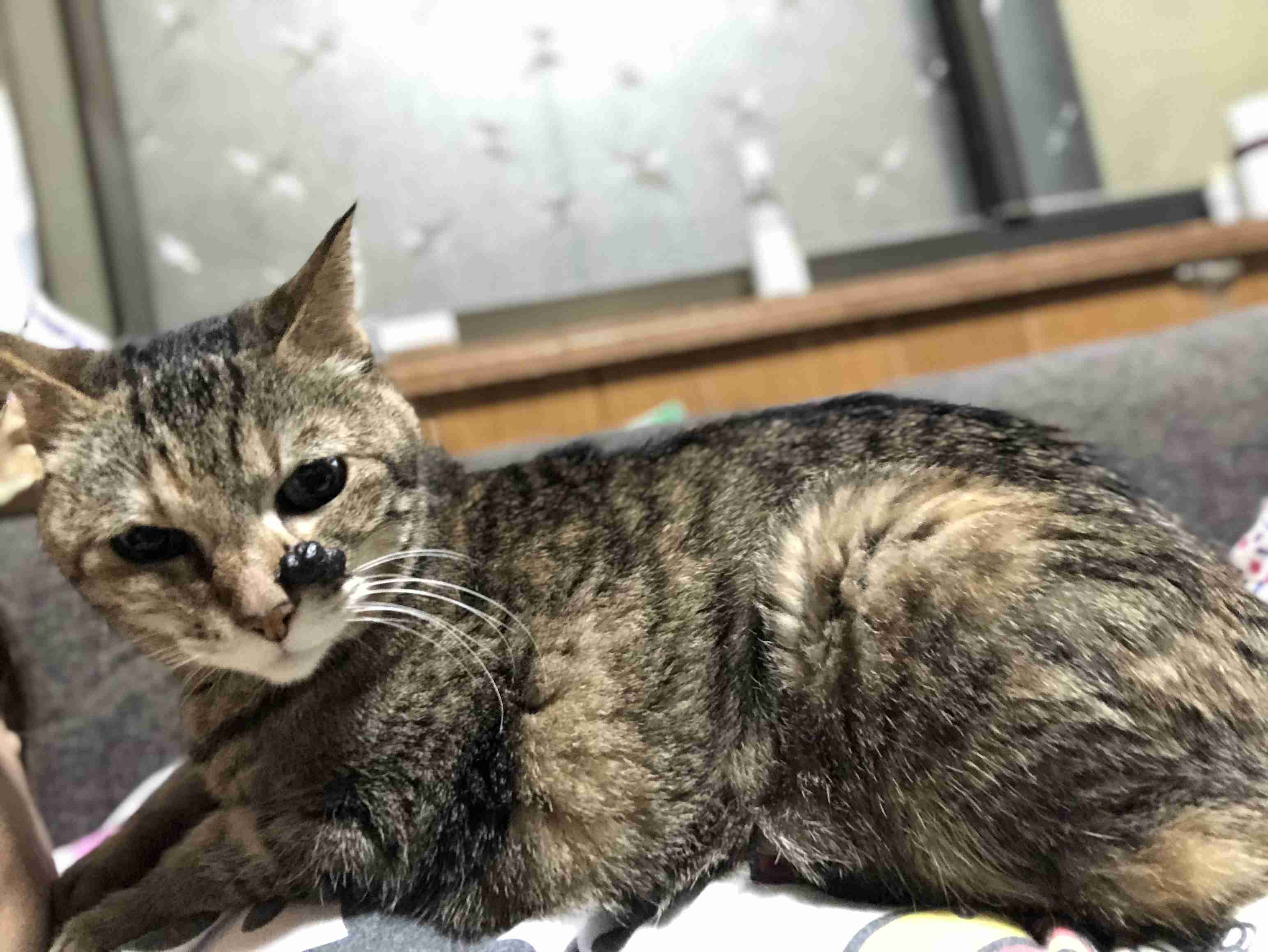 (身バレしない程度に)お宅の猫ちゃん見せてください!part3