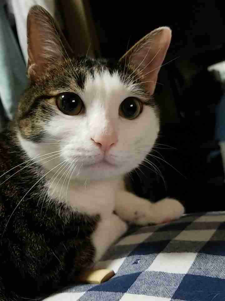 (身バレしない程度に)お宅の猫ちゃん見せてください!part3