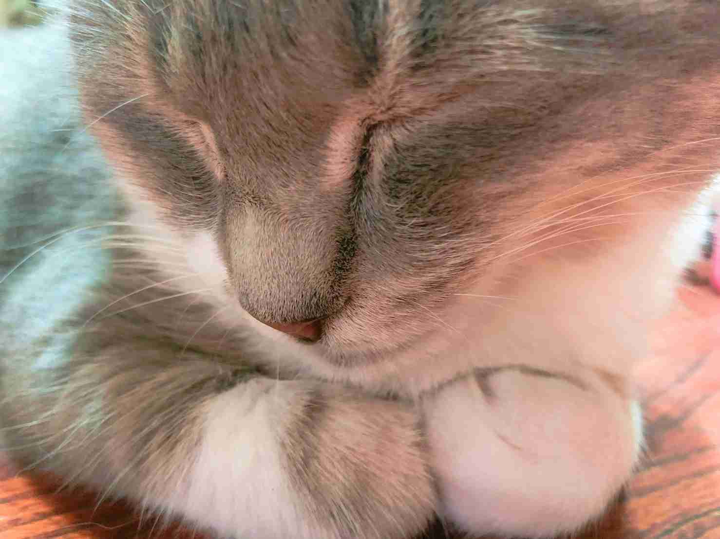 (身バレしない程度に)お宅の猫ちゃん見せてください!part3