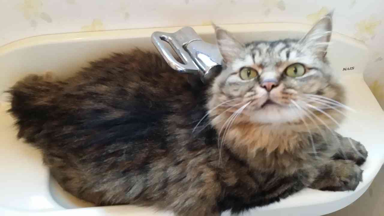 (身バレしない程度に)お宅の猫ちゃん見せてください!part3