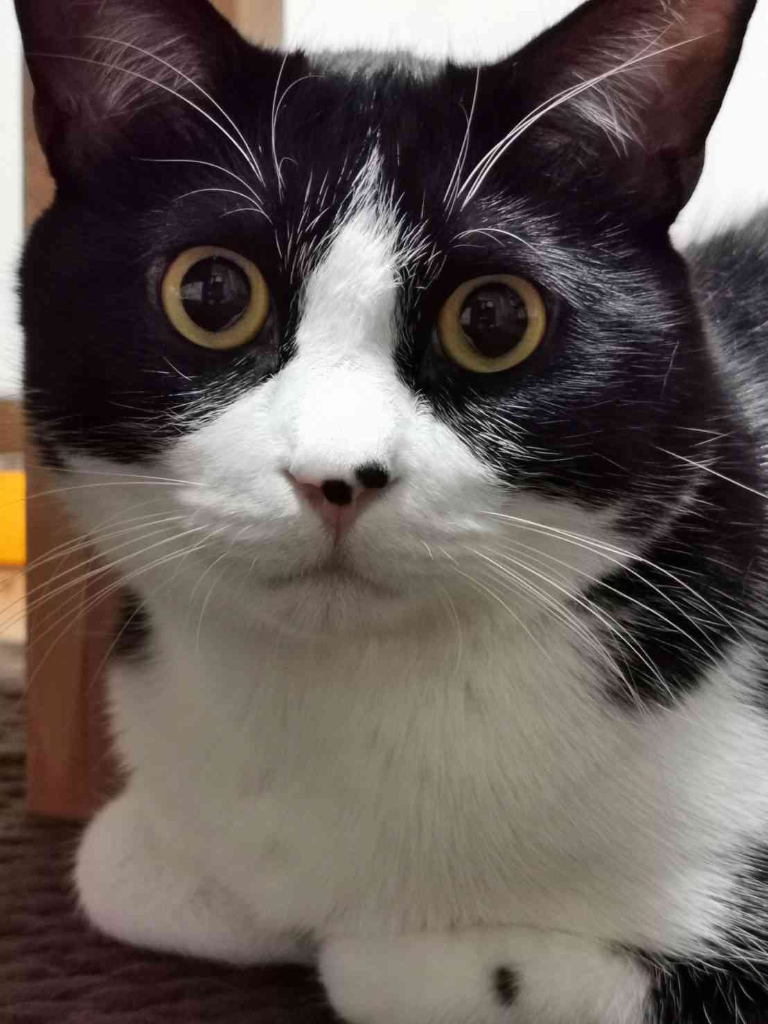 (身バレしない程度に)お宅の猫ちゃん見せてください!part3