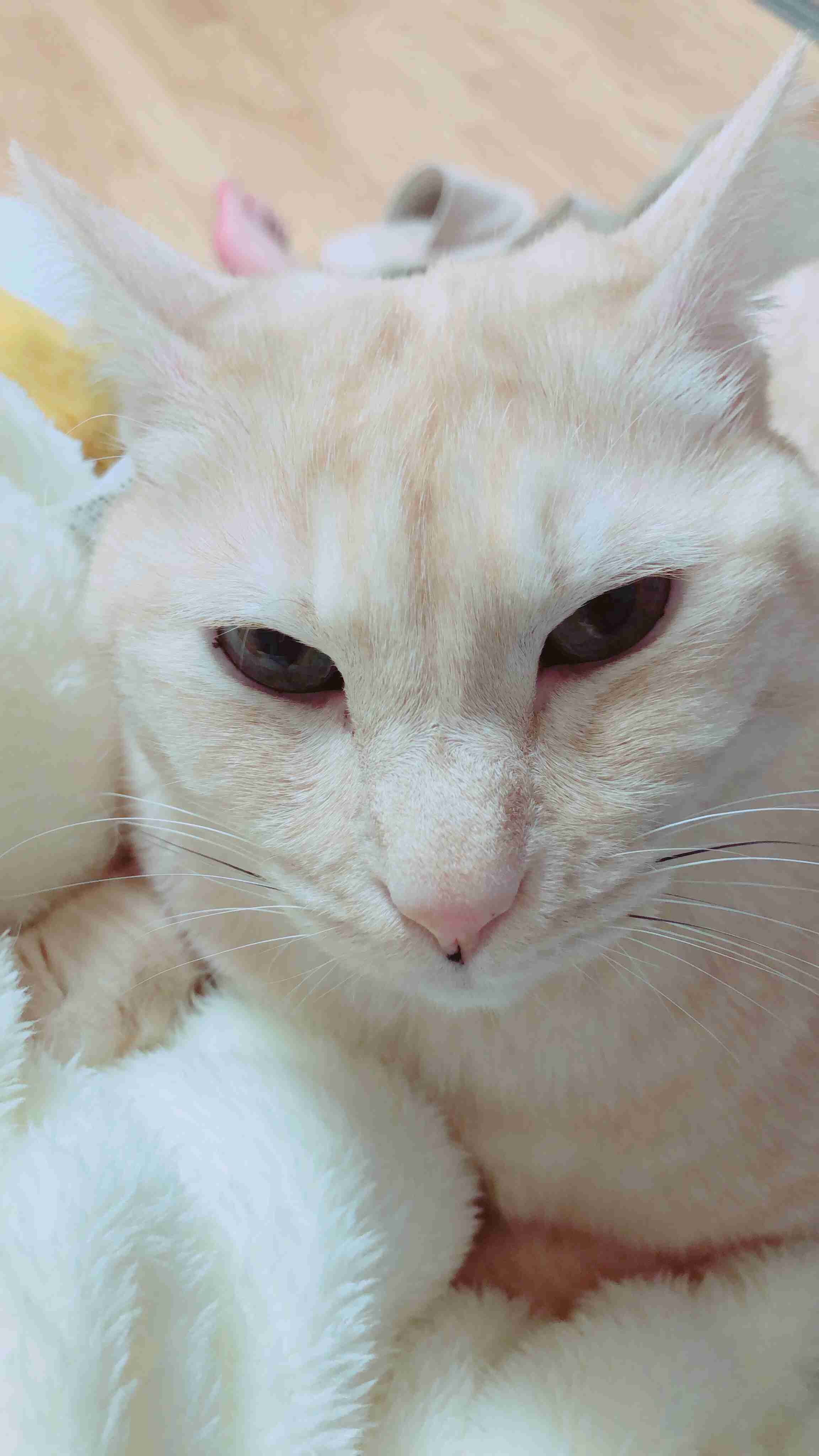 (身バレしない程度に)お宅の猫ちゃん見せてください!part3