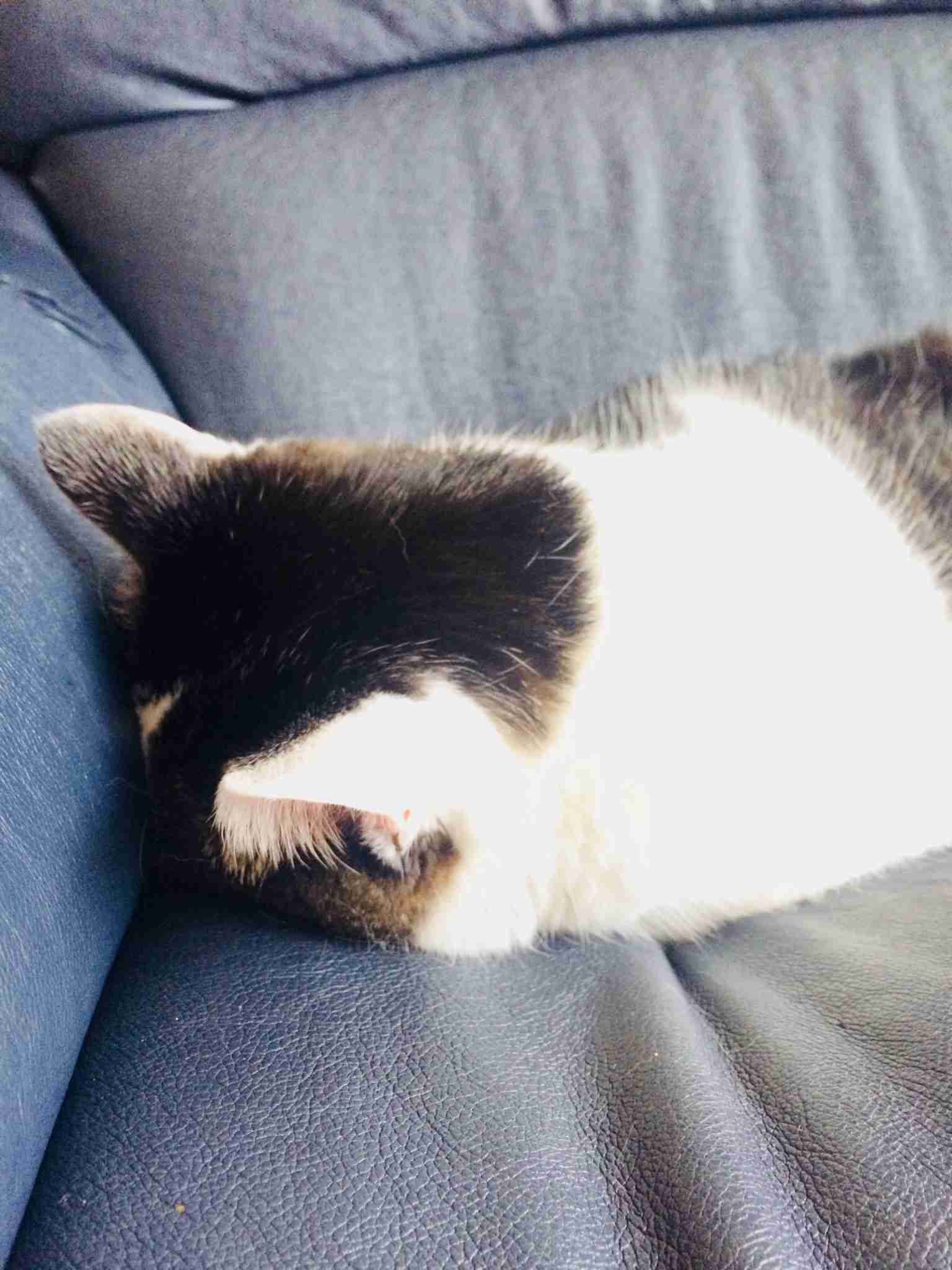 (身バレしない程度に)お宅の猫ちゃん見せてください!part3