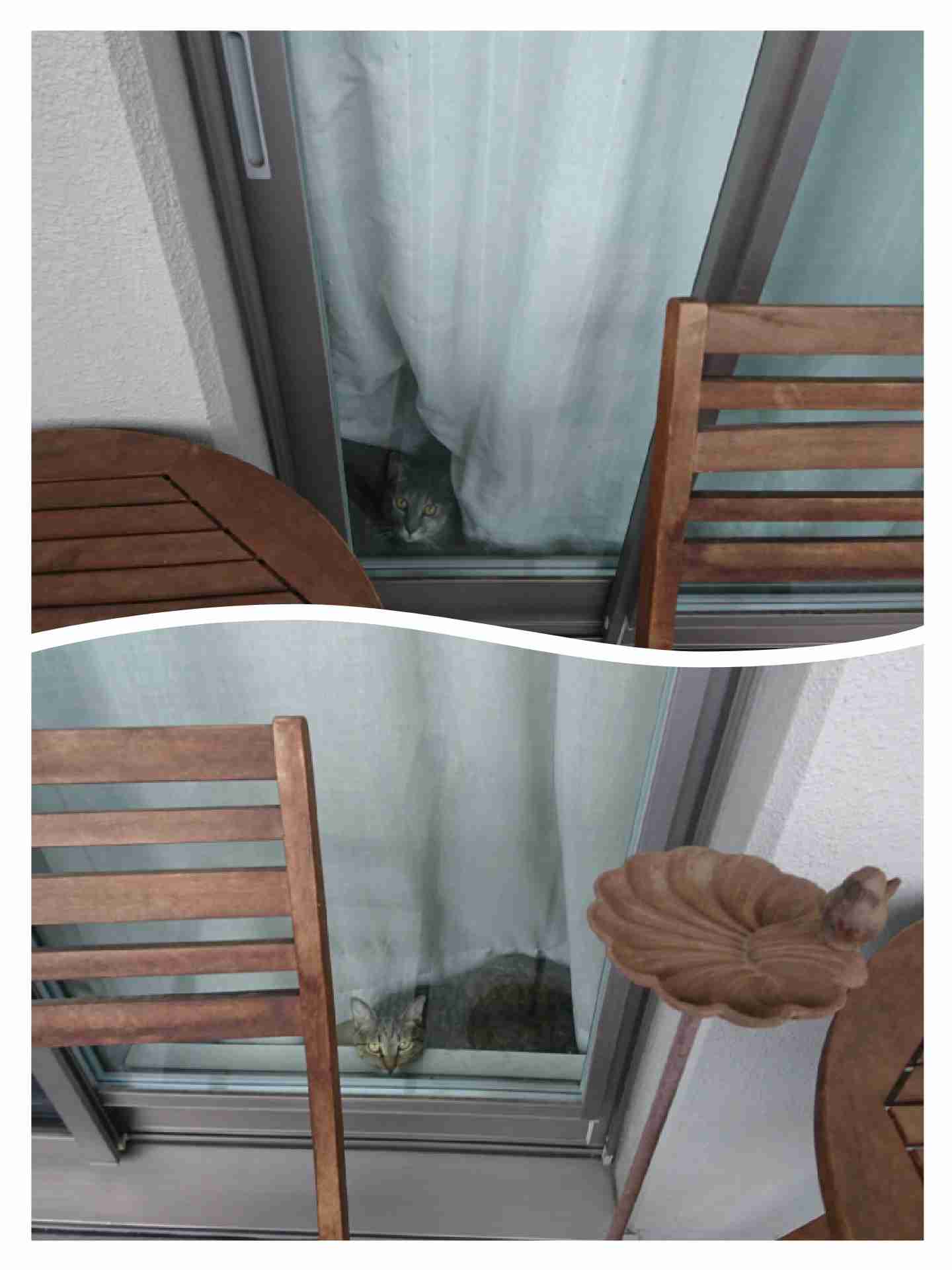 (身バレしない程度に)お宅の猫ちゃん見せてください!part3