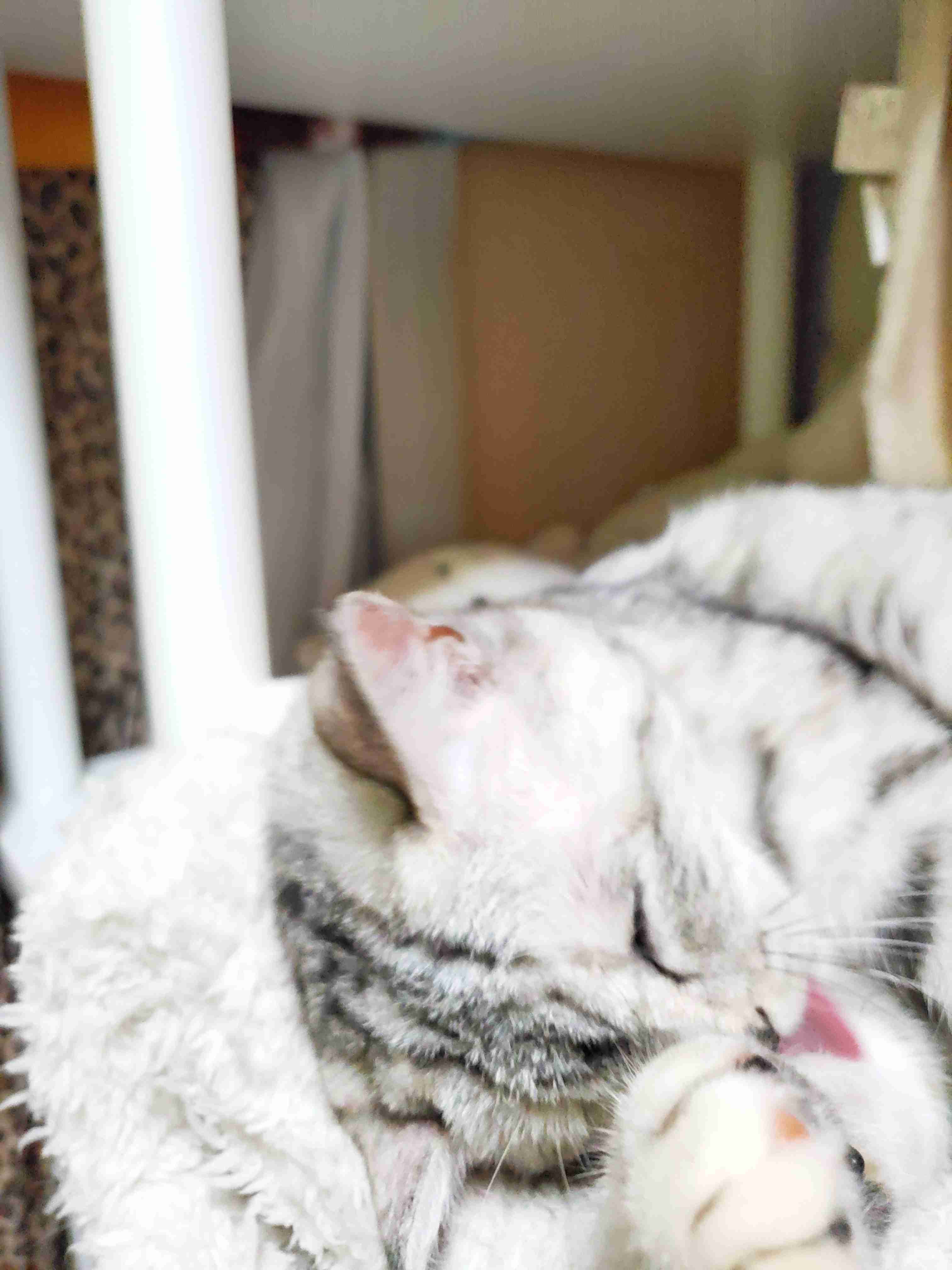 (身バレしない程度に)お宅の猫ちゃん見せてください!part3