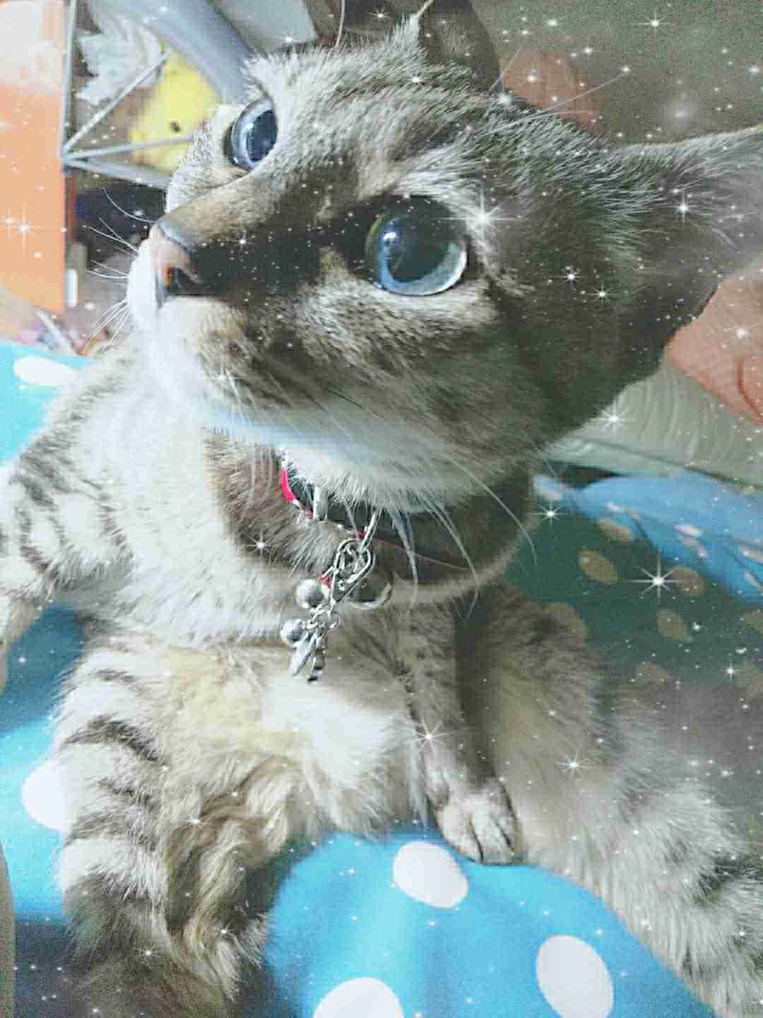(身バレしない程度に)お宅の猫ちゃん見せてください!part3