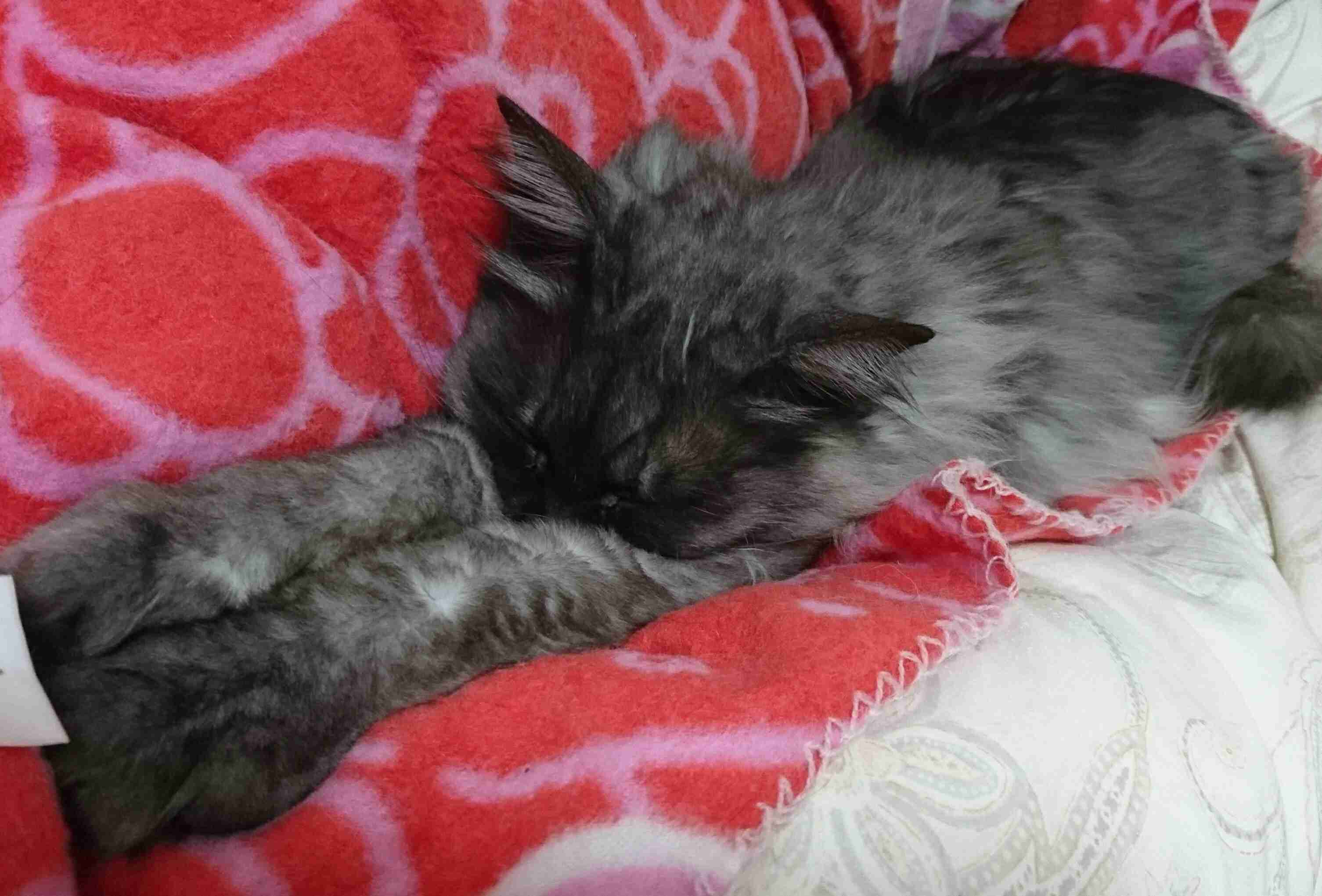 (身バレしない程度に)お宅の猫ちゃん見せてください!part3