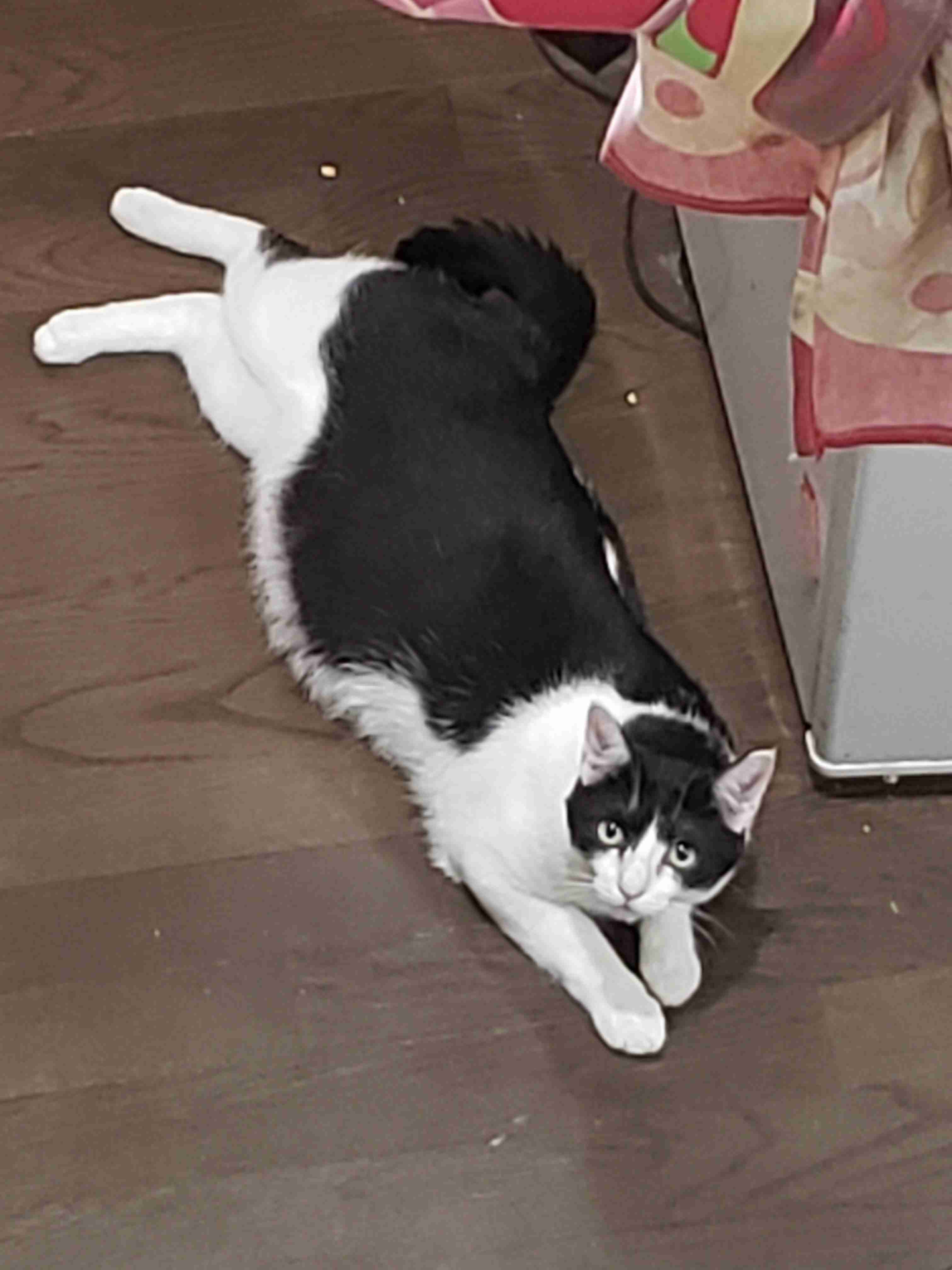 (身バレしない程度に)お宅の猫ちゃん見せてください!part3