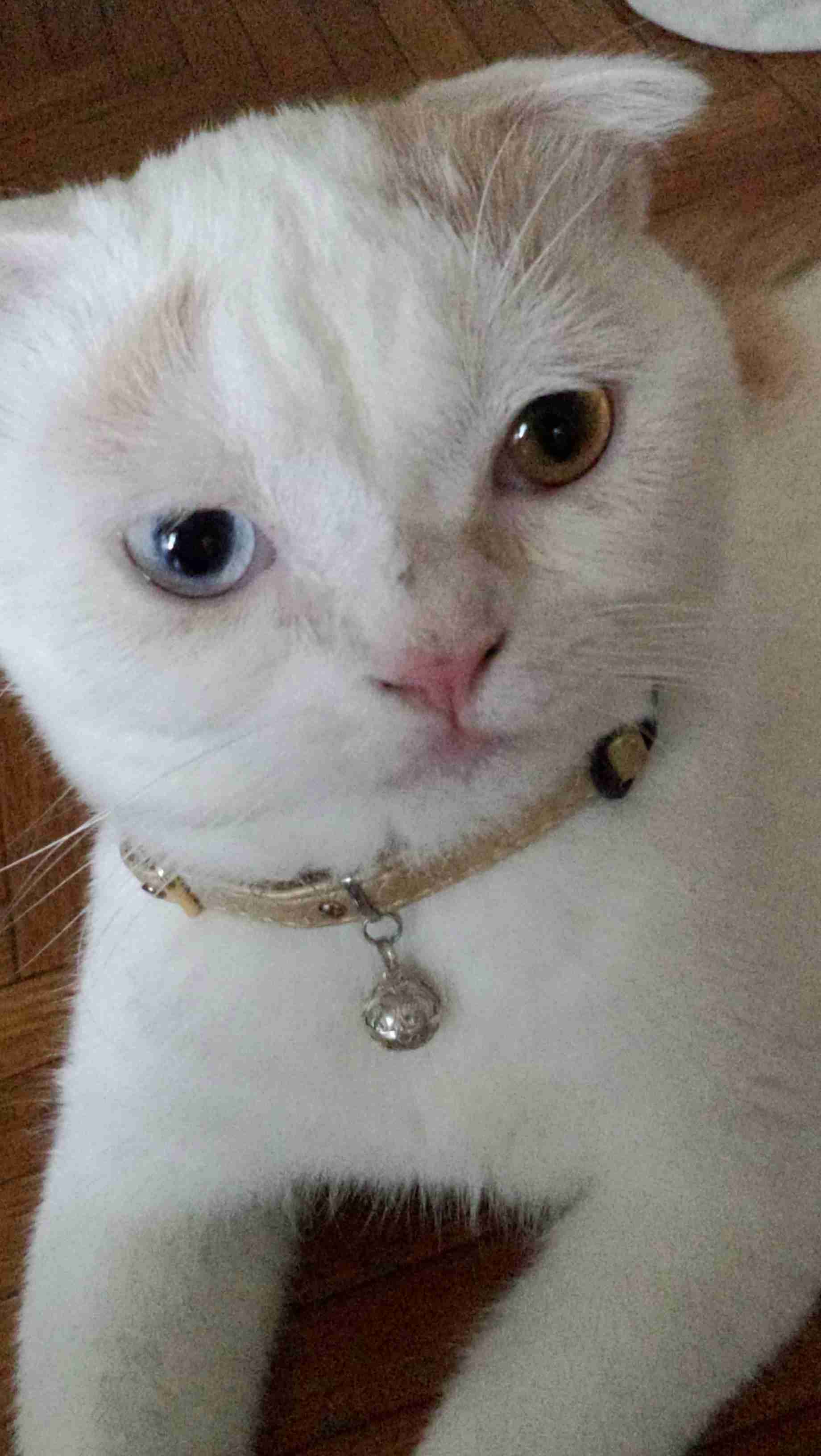(身バレしない程度に)お宅の猫ちゃん見せてください!part3