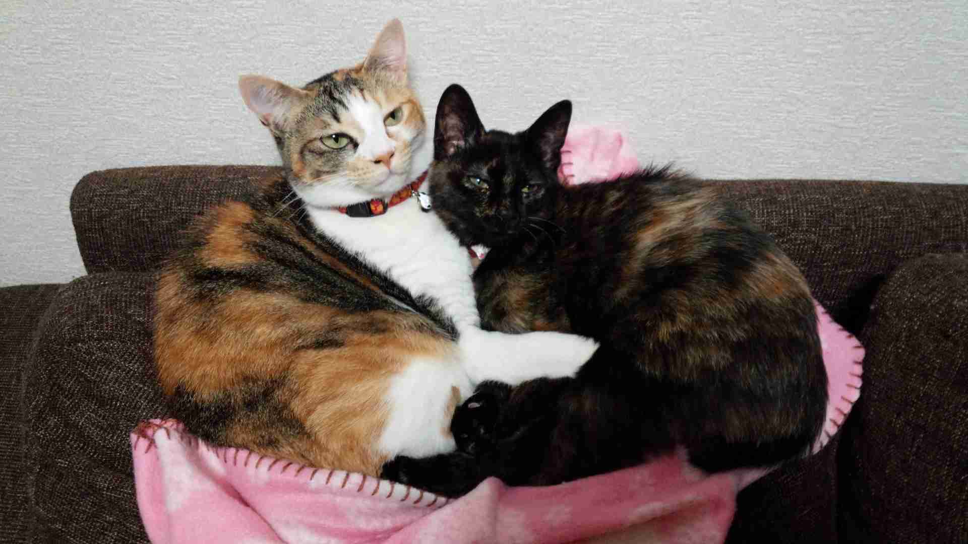 (身バレしない程度に)お宅の猫ちゃん見せてください!part3