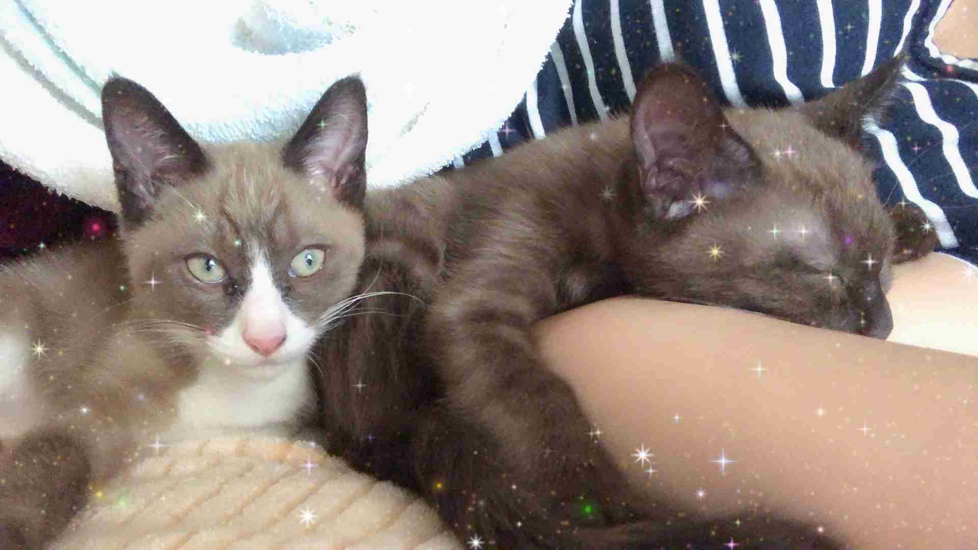(身バレしない程度に)お宅の猫ちゃん見せてください!part3