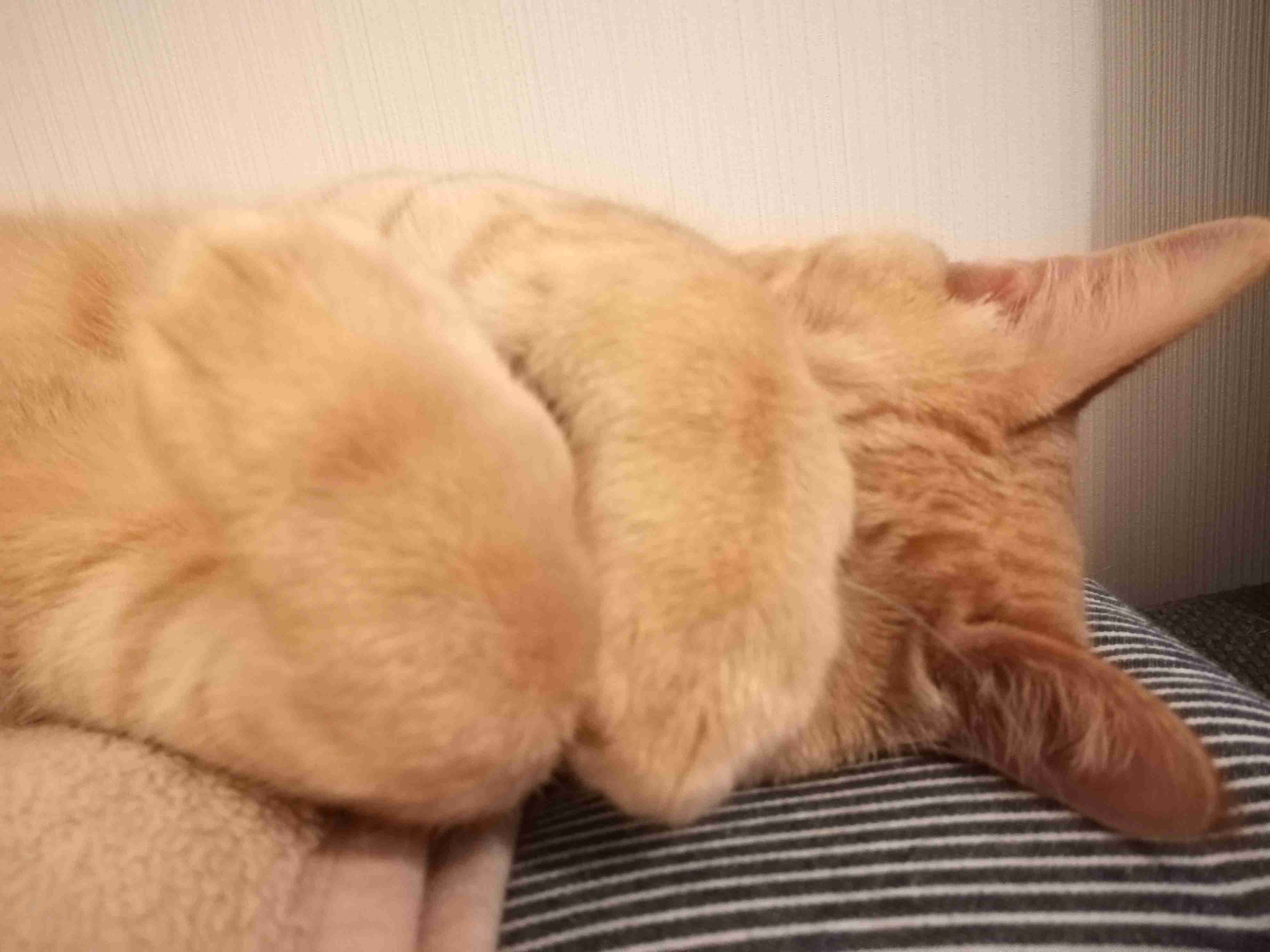 (身バレしない程度に)お宅の猫ちゃん見せてください!part3
