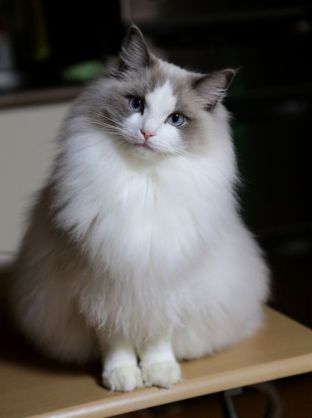 (身バレしない程度に)お宅の猫ちゃん見せてください!part3
