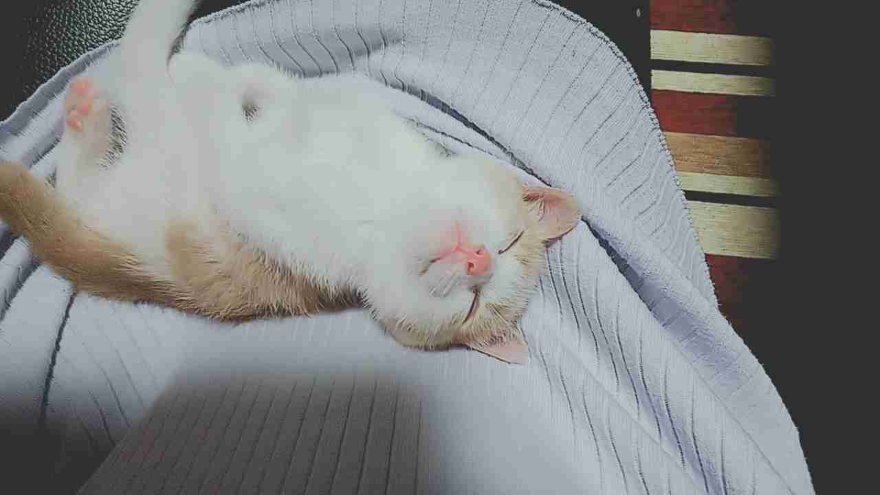 (身バレしない程度に)お宅の猫ちゃん見せてください!part3