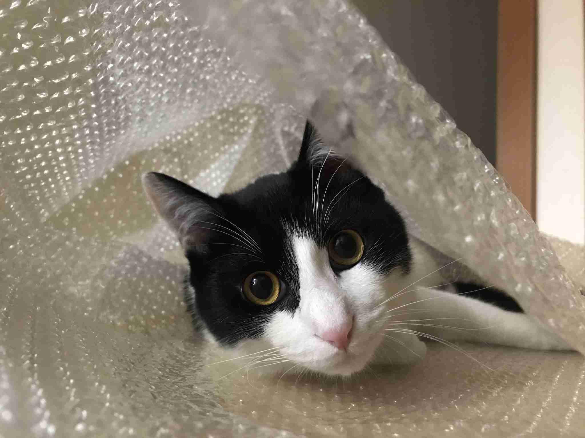 (身バレしない程度に)お宅の猫ちゃん見せてください!part3