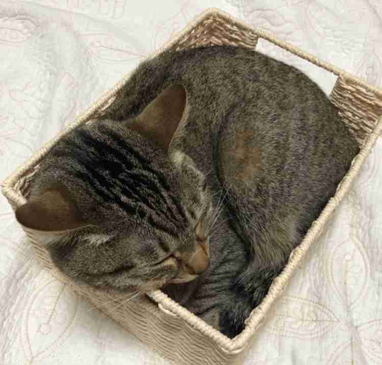 (身バレしない程度に)お宅の猫ちゃん見せてください!part3