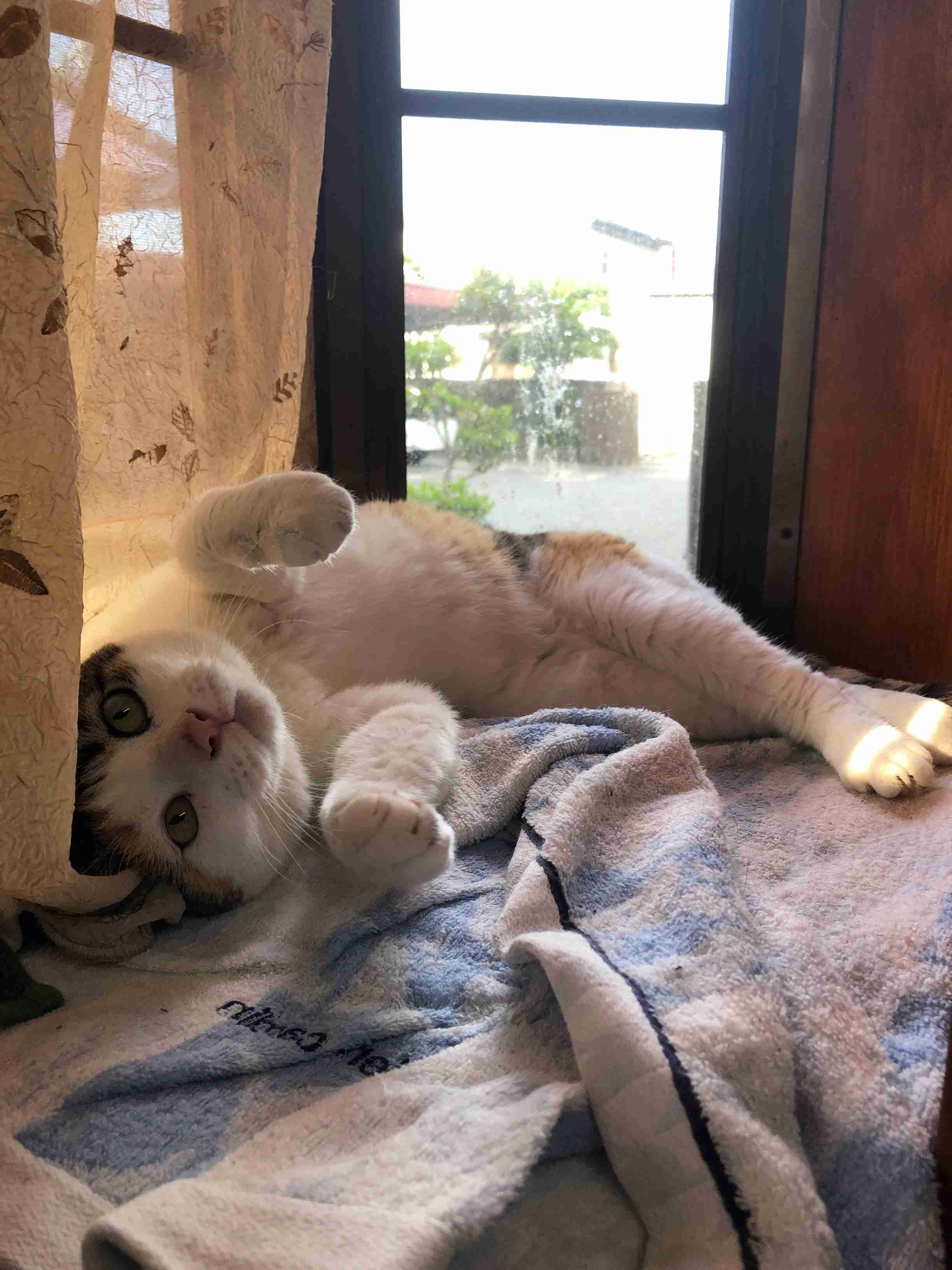 (身バレしない程度に)お宅の猫ちゃん見せてください!part3