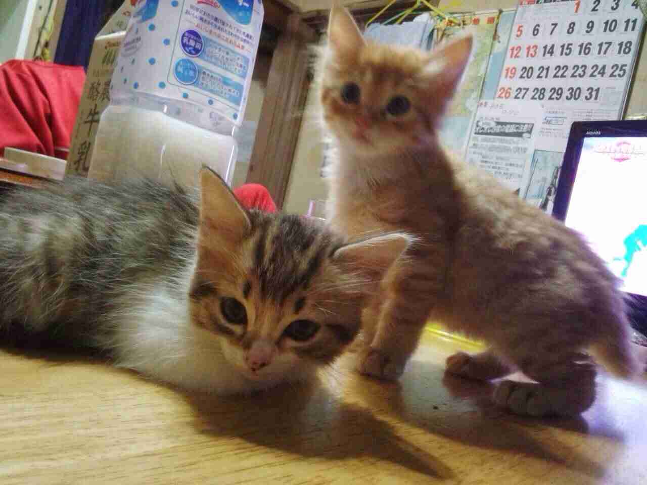 (身バレしない程度に)お宅の猫ちゃん見せてください!part3