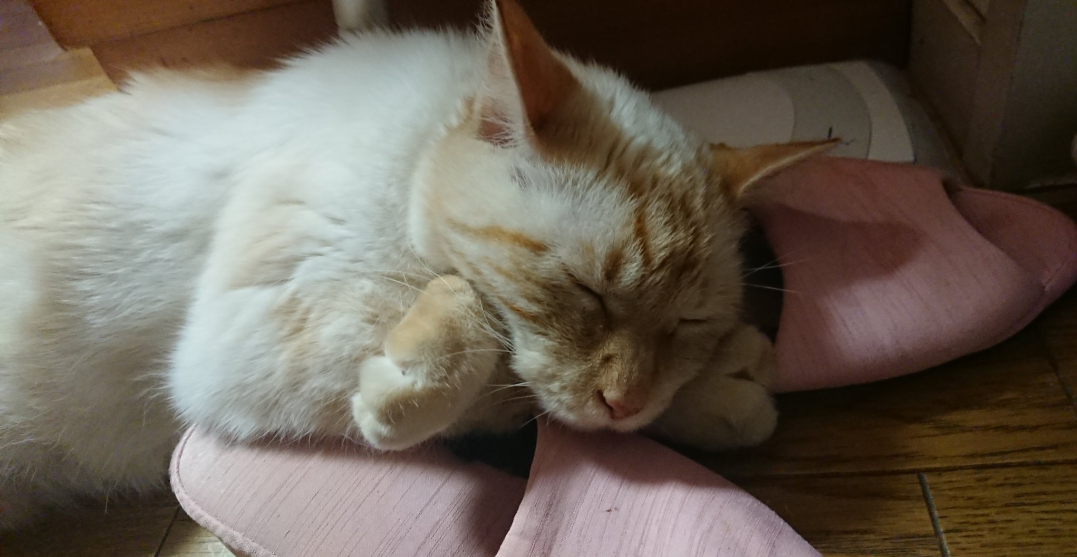 (身バレしない程度に)お宅の猫ちゃん見せてください!part3