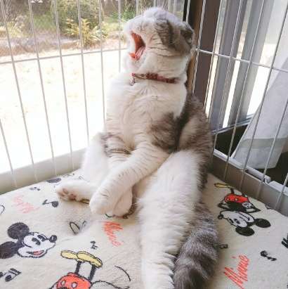 (身バレしない程度に)お宅の猫ちゃん見せてください!part3
