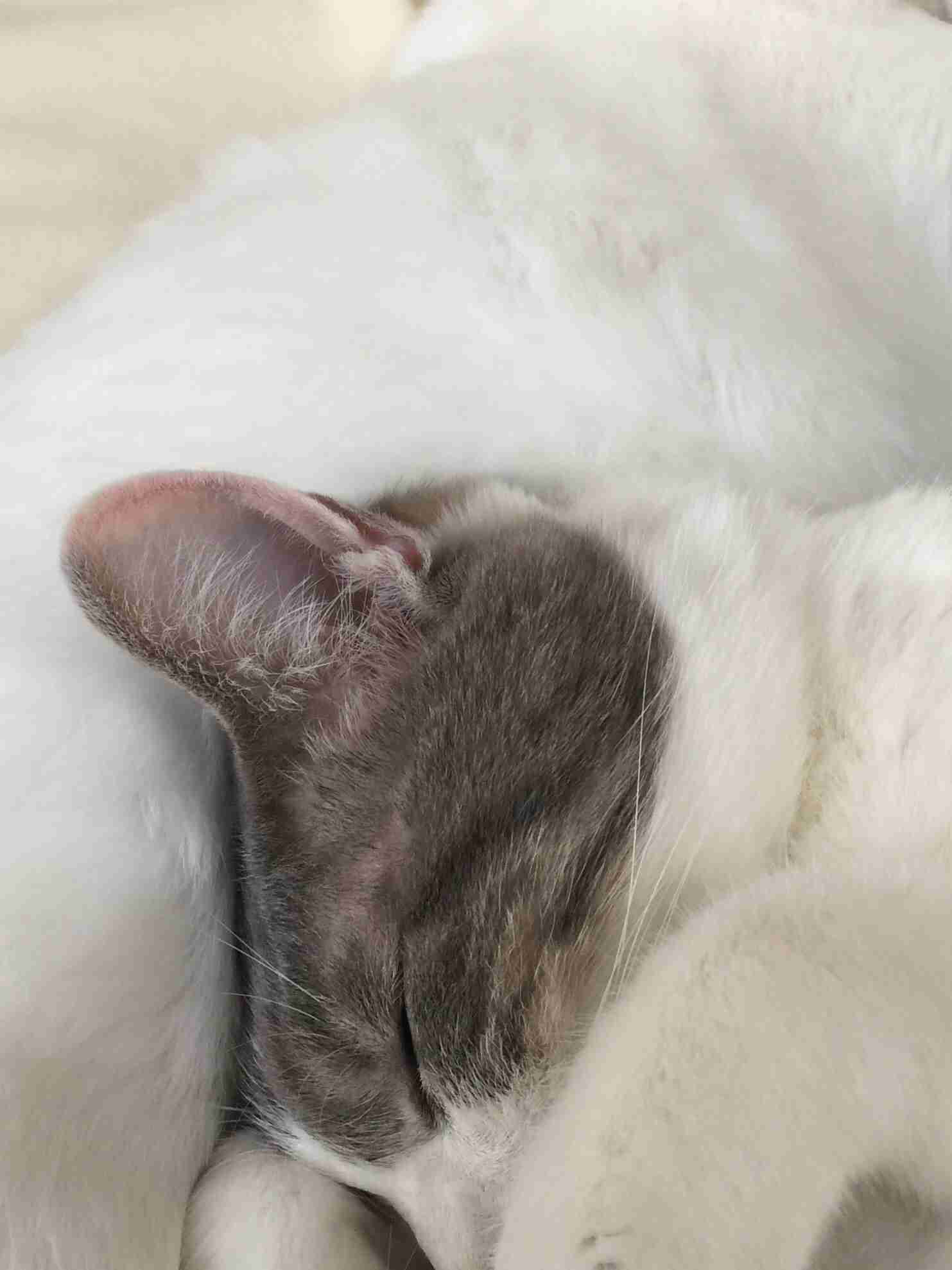 (身バレしない程度に)お宅の猫ちゃん見せてください!part3